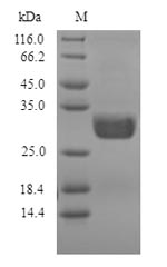 Fungi Nuclease P1 Protein蛋白，or