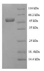 E.coli iolG Protein蛋白，orb24650