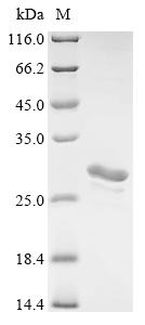 重组蛋白 Human Agrin (AGRN), parti