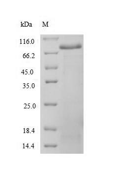 Human SPTAN1 Protein蛋白，orb3586