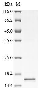 重组蛋白 Human Type-1 angiotensin 