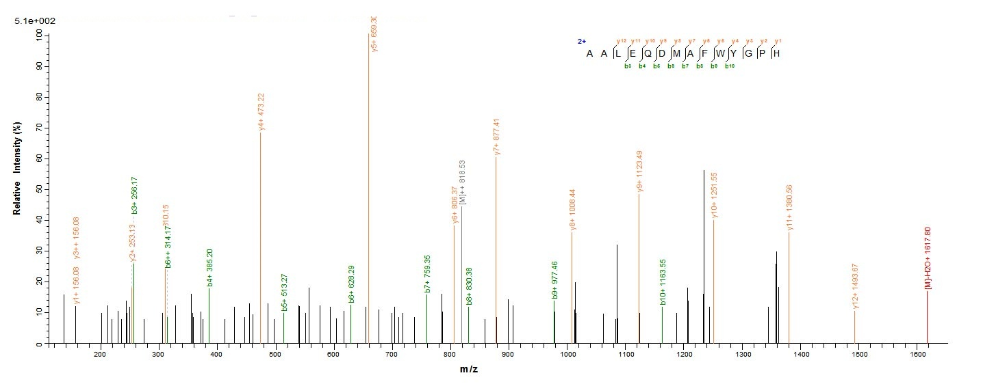 Mouse Hmox1 Protein蛋白，orb24674