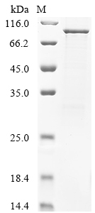 重组蛋白 Human papillomavirus type