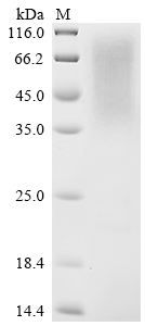 重组蛋白 Saccharomyces cerevisiae 