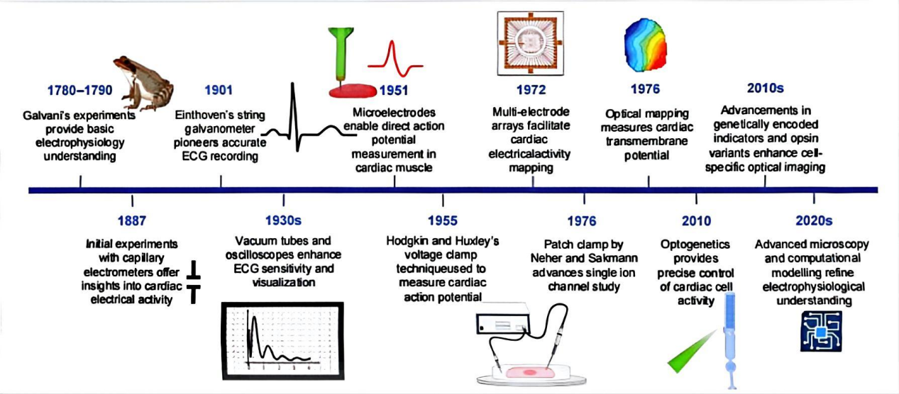 心脏科研必备工具：光学方法原理解析与应用指南