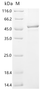 重组蛋白 Human Syncytin-1 (ERVW-1)