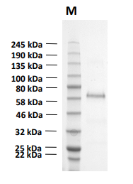 Human Ecto-5'-nucleotidase, 5'