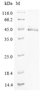 Mouse C1qtnf6 Protein蛋白，orb147