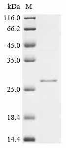 重组蛋白 Candida albicans Cell sur
