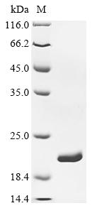 重组蛋白 Escherichia coli Dihydrof