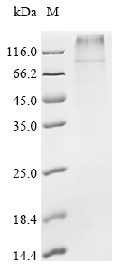 重组蛋白 Pig Potassium voltage-gat