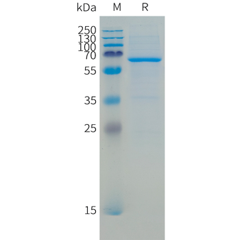 Canis lupus familiaris IL18BP