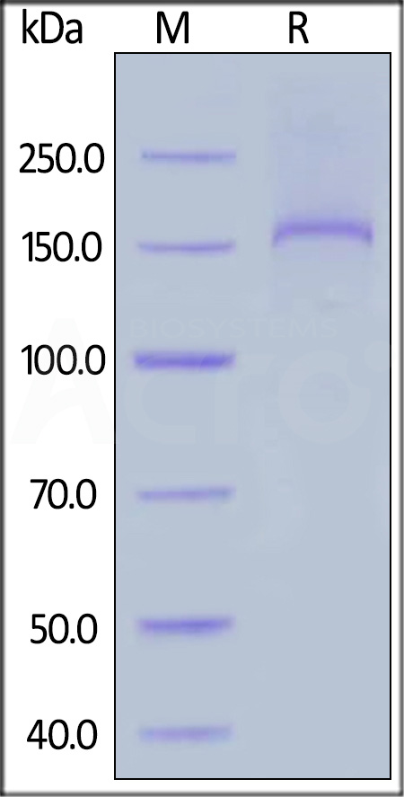 Human Thrombospondin-2 Protein