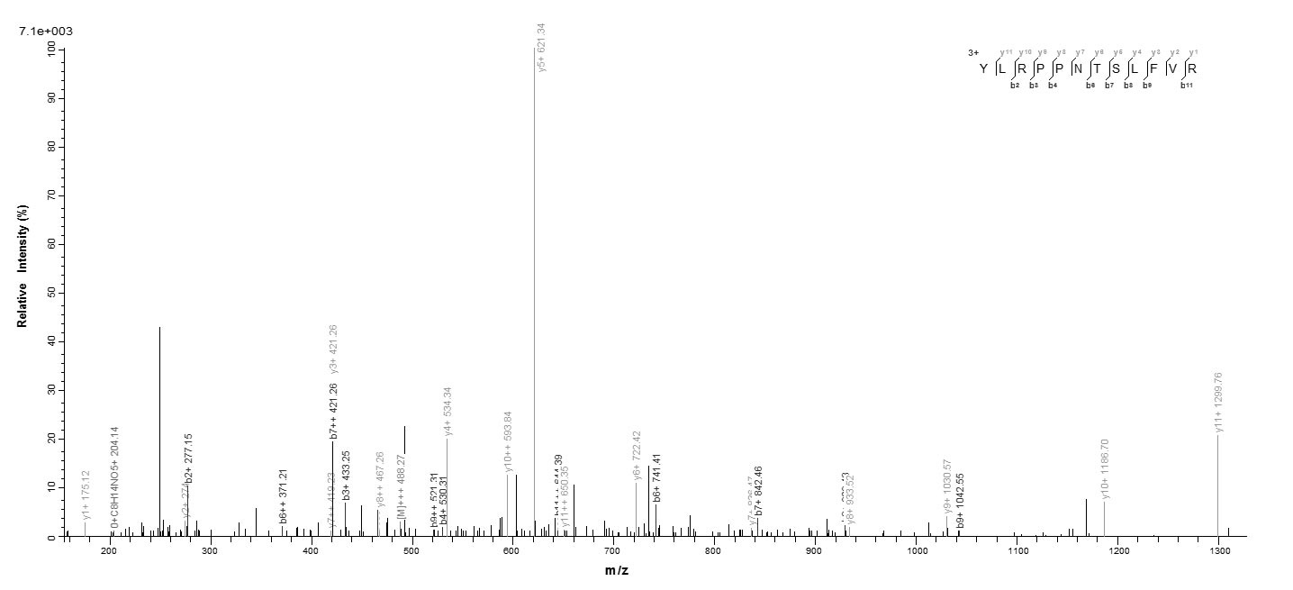 Human SRSF10 Protein蛋白，orb2465