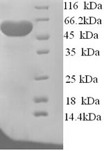 Yeast At2g24580 Protein蛋白,orb2