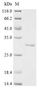 重组蛋白 Salmo salar Prolactin (pr