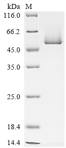 重组蛋白 Arabidopsis thaliana TATA