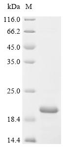 重组蛋白 Escherichia coli Protein蛋
