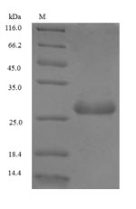 Plant Non-specific lipid-trans