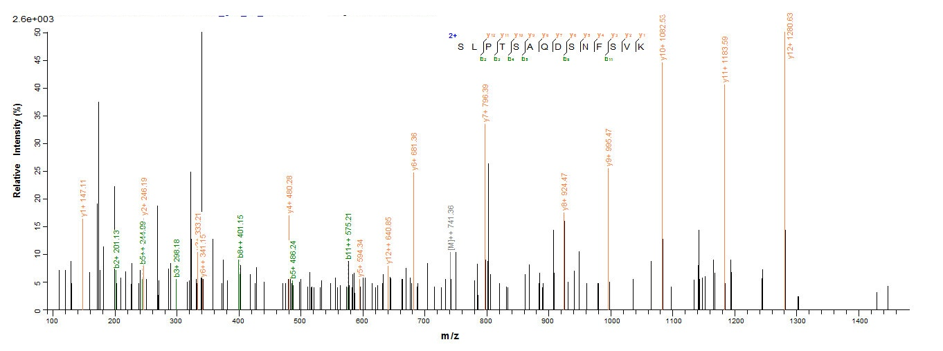 Human BLLF1 Protein蛋白，orb35855