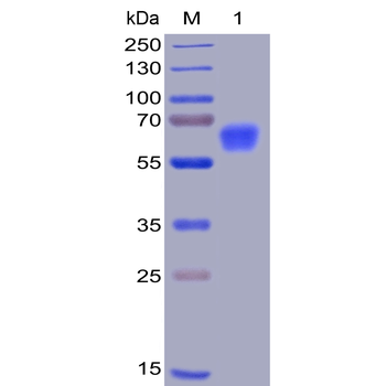 Human CD47 Protein蛋白, mFc-His 