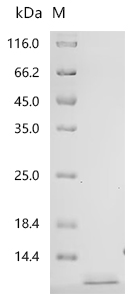 重组蛋白 Human Pro-epidermal growt