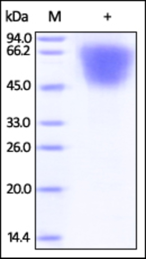 LYPD3 重组蛋白，orb1227958，biorbyt