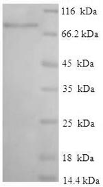 Human IFIT3 Protein蛋白，orb24429