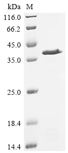 重组蛋白 Saccharomyces cerevisiae 