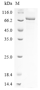 Severe acute respiratory syndr