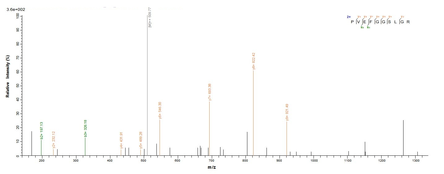 E.coli gluD Protein蛋白，orb24650