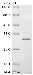 重组蛋白 Bovine Kappa-casein (CSN3