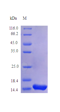 Human IL9 Protein蛋白 (Active)，o