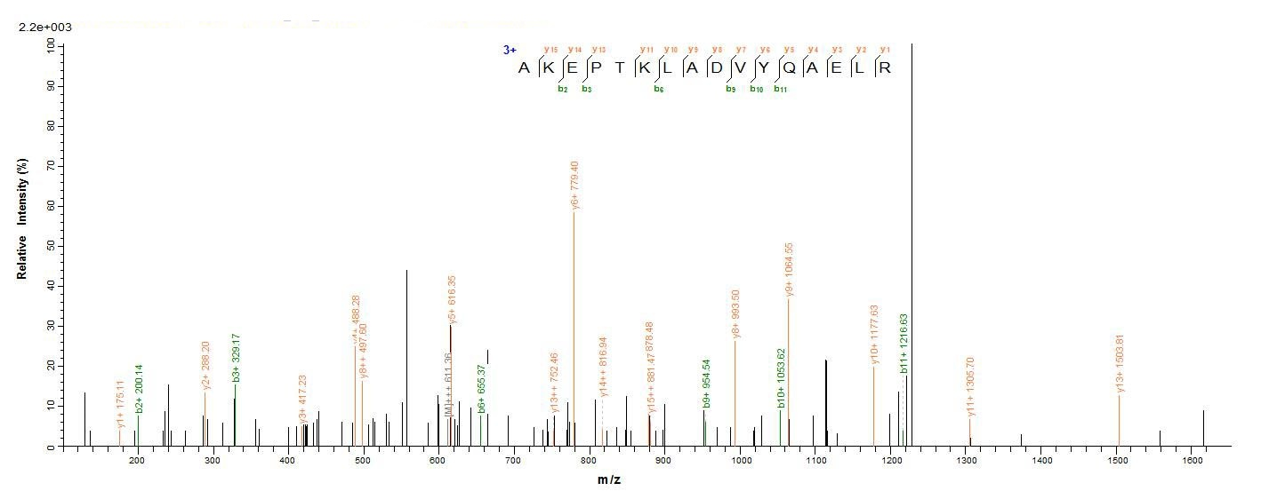 Mouse GFAP Protein蛋白，orb244227