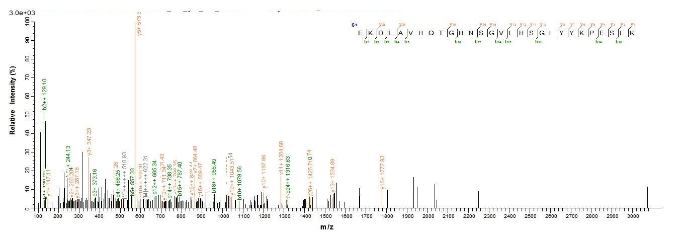 Human L2HGDH Protein蛋白，orb3582