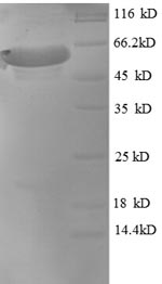 E.coli MAPT Protein蛋白，orb24436