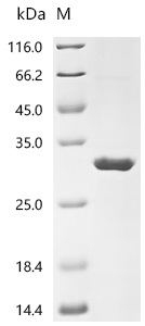 重组蛋白 Cat Fibroblast growth fac