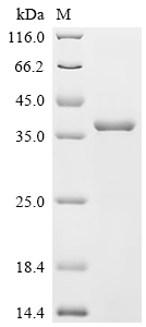 重组蛋白 Mouse Monoglyceride lipas