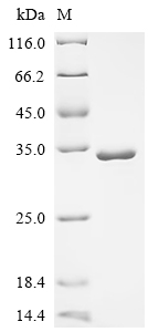 重组蛋白 Macaca fascicularis Super