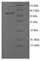 E. coli ecoRVM Protein蛋白，orb24