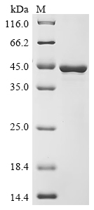 重组蛋白 Solanum tuberosum Patatin