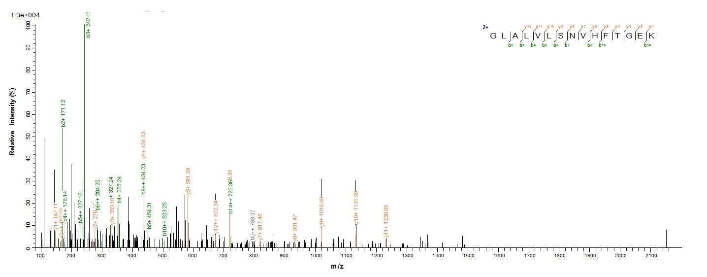 Human CASP2 Protein蛋白，orb24630