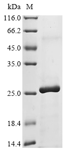 cap5A Protein蛋白,orb1476793,bio