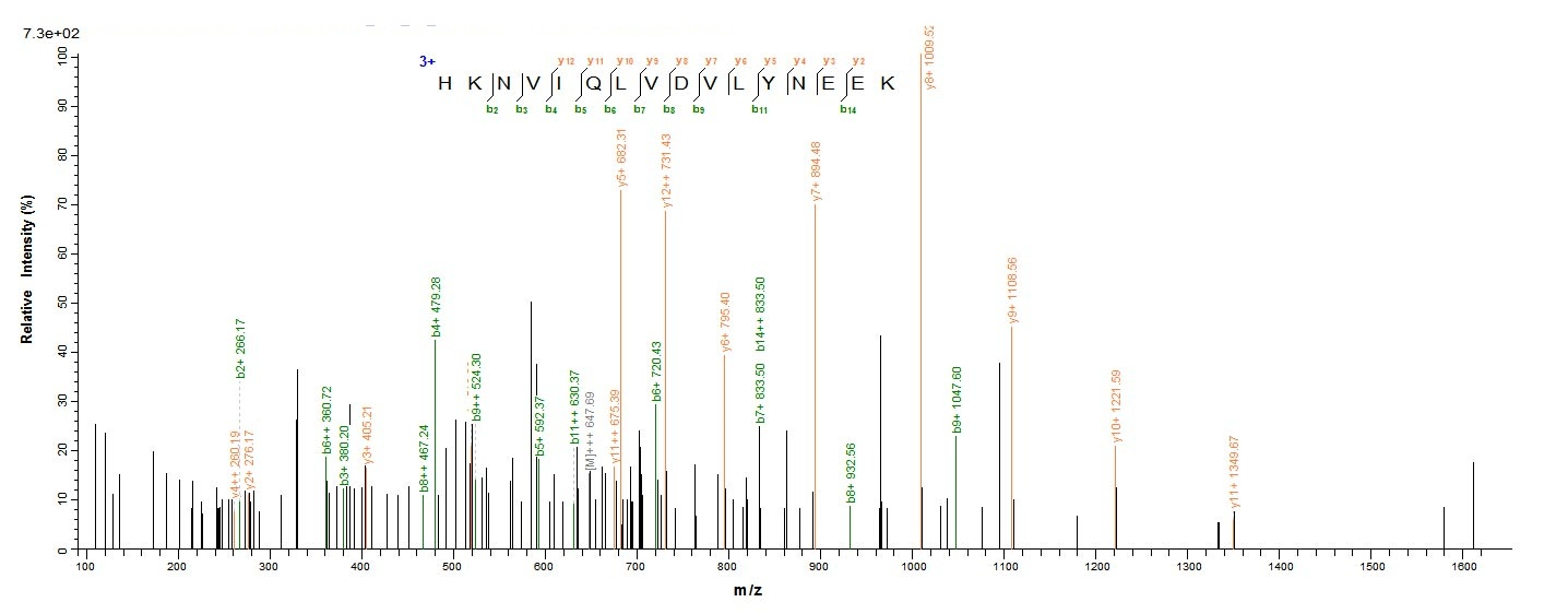 Human STK11 Protein蛋白，orb24483