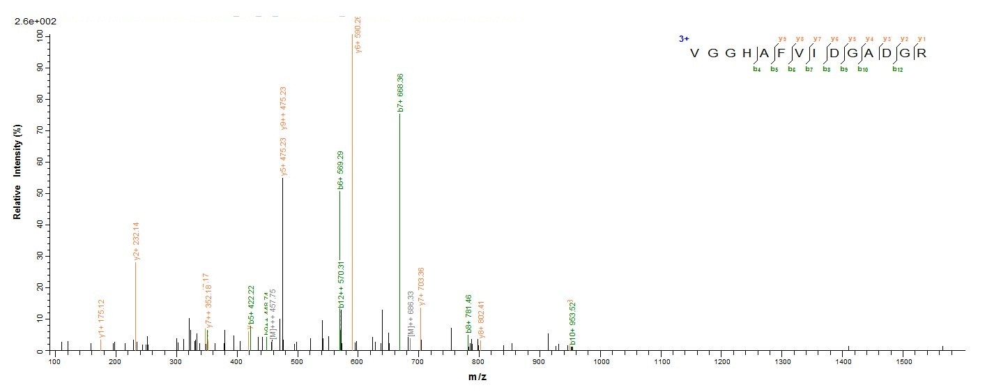 Bacterial speB Protein蛋白，orb35