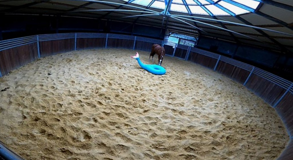 环境决定行为？关于马匹的新物体测试