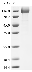 重组蛋白 Human CD44 antigen (CD44)