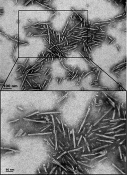 Alpha Synuclein A53T Mutant Pr