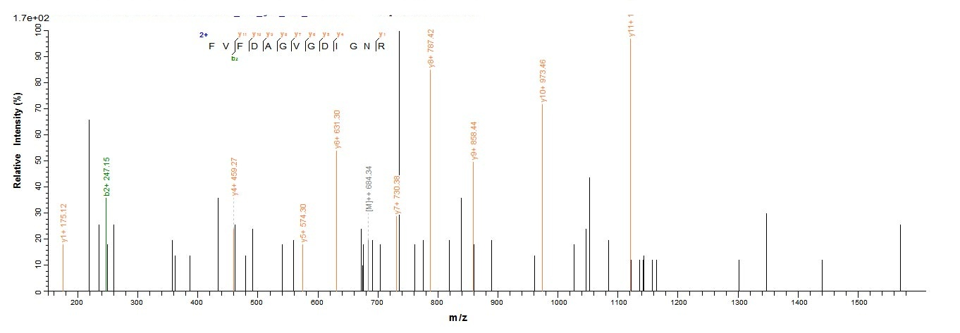 Human L2HGDH Protein蛋白，orb3582
