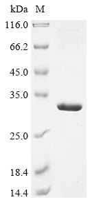 重组蛋白 Human HLA class II histoc